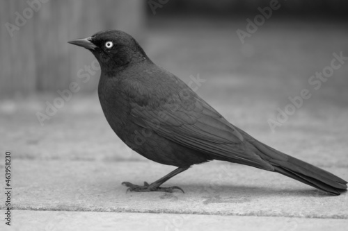 A small black bird by the ocean. 
