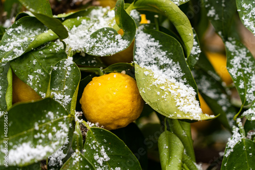 Cuadro en lienzo Bear a citrona small citrus fruit - Citrus junos - in snowing in Fukuoka city, JAPAN