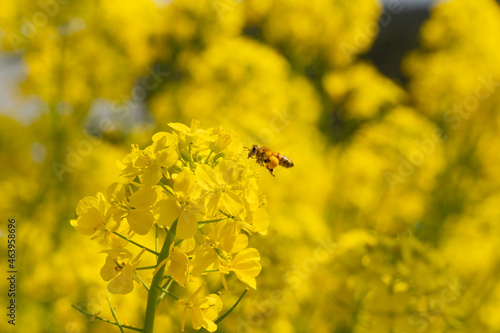 Rapeseed - Brassica napus - are bloom and honey bee comes at the flower in sunny day, JAPAN. © w108av22