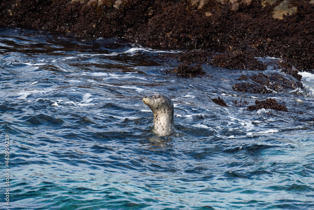 Fototapeta premium A seal in the Pacific Ocean