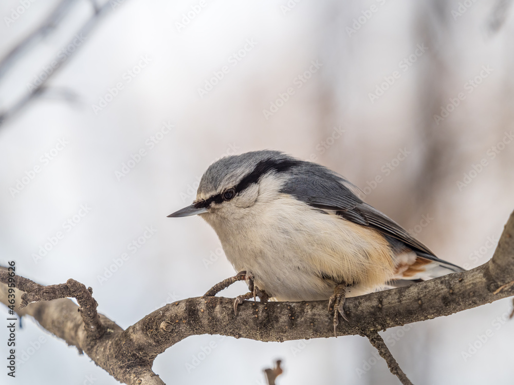 Eurasian nuthatch or wood nuthatch, lat. Sitta europaea, sitting on a tree branch with a blurred background. Eurasian nuthatch or wood nuthatch, lat. Sitta europaea, sitting on a tree branch with a blurred background.