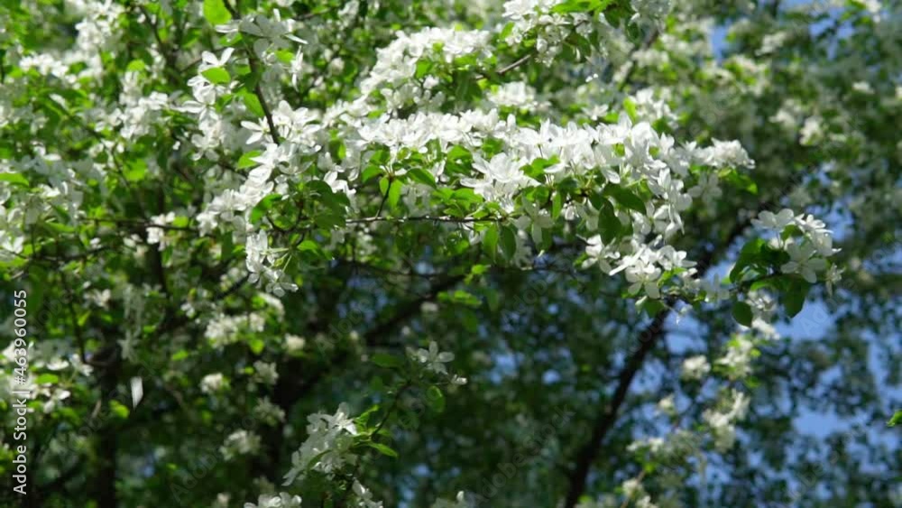 White apple blossoms on a tree. selective focus spring season. Slow mo White apple blossoms on a tree. selective focus spring season. Slow mo