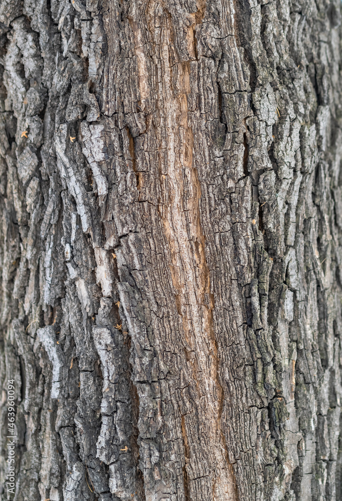 The texture of the bark of an old willow The texture of the bark of an old willow