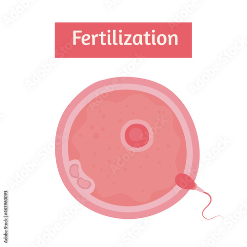 fertilization egg cell and sperm