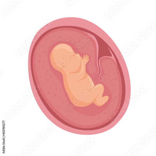 embryo in womb development