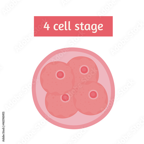 fertilization four cell stage