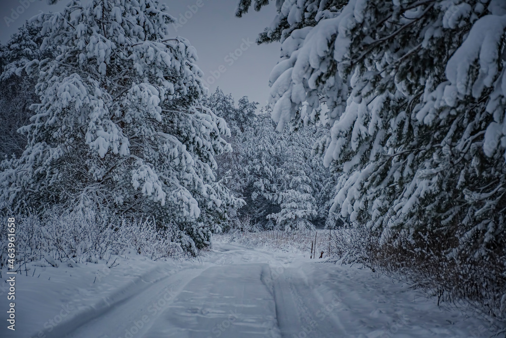 Cold dark season in Lithuania. Winter road for a vehicle leading into the woodland. White Christmas mood. Selective focus on the texture, blurred background. Cold dark season in Lithuania. Winter road for a vehicle leading into the woodland. White Christmas mood. Selective focus on the texture, blurred background.