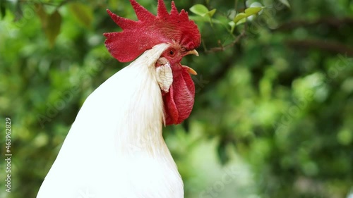 Rooster crowing on the farm in the morning. Selective focus