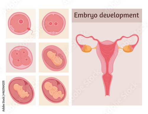 embryo development stages