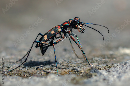 Tiger Beetle on the sand © EdyPamungkas