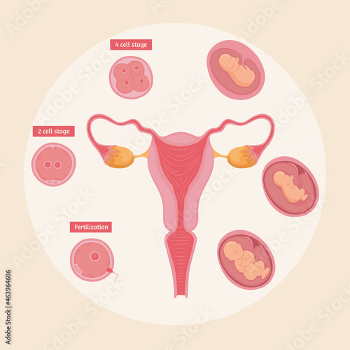 female reproductive system