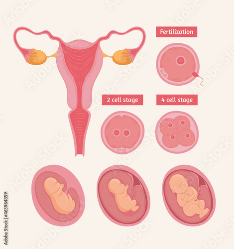 female reproductive system and icons