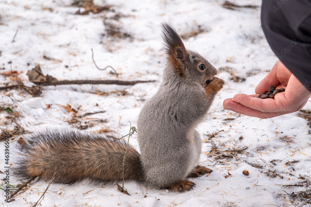 Fototapeta premium Squirrel eats nuts from a man's hand. Caring for animals in winter or autumn.