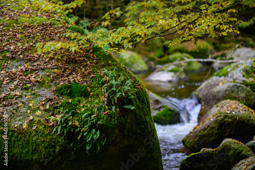 rocks with moss and autmun leaves nearby the river aist in the austrian valley aisttal in the region muehlviertel photo