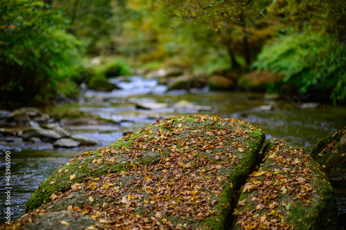 rocks with moss and autmun leaves nearby the river aist in the austrian valley aisttal in the region muehlviertel photo