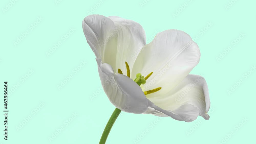 Beautiful white tulip opening on light background, close-up. Holiday, Mothers day, Wedding backdrop, Valentines Day, Easter concept. Beautiful white tulip opening on light background, close-up. Holiday, Mothers day, Wedding backdrop, Valentines Day, Easter concept.