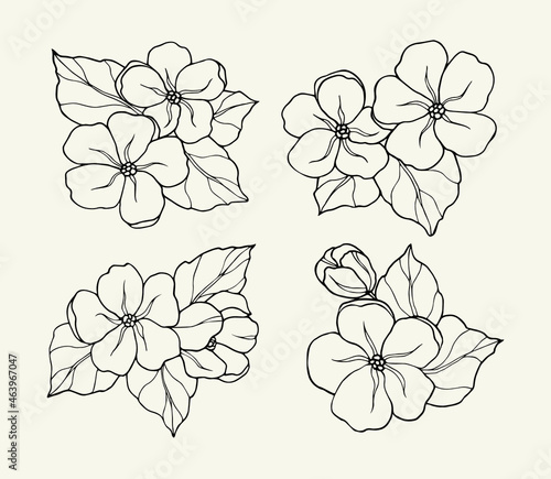 Hand drawn jasmine flowers set