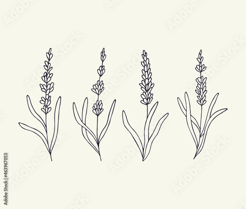 Hand drawn lavender flowers collection