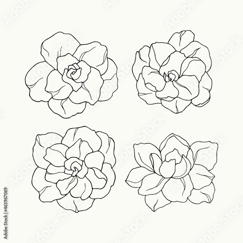 Set of line art gardenia flowers