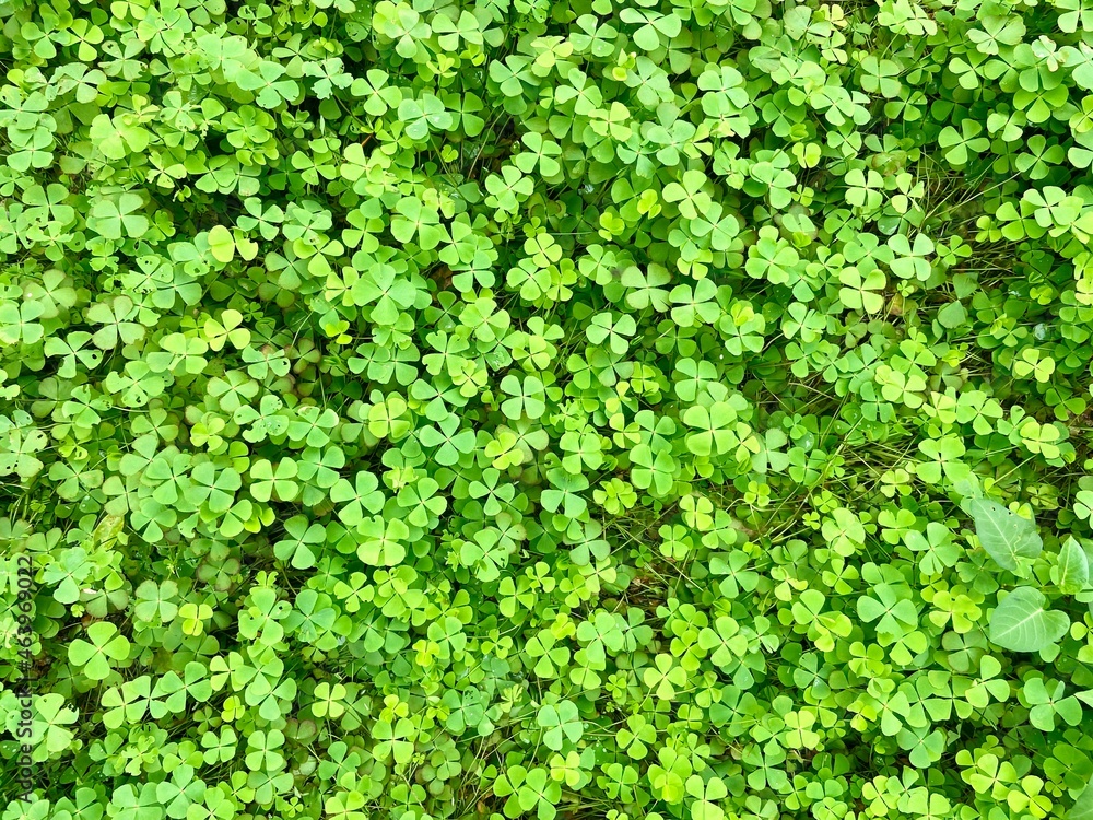 Centella asiatica that grows on moist soil, clumps together and is abundant. Herbs to cure bruises in. Centella asiatica that grows on moist soil, clumps together and is abundant. Herbs to cure bruises in.