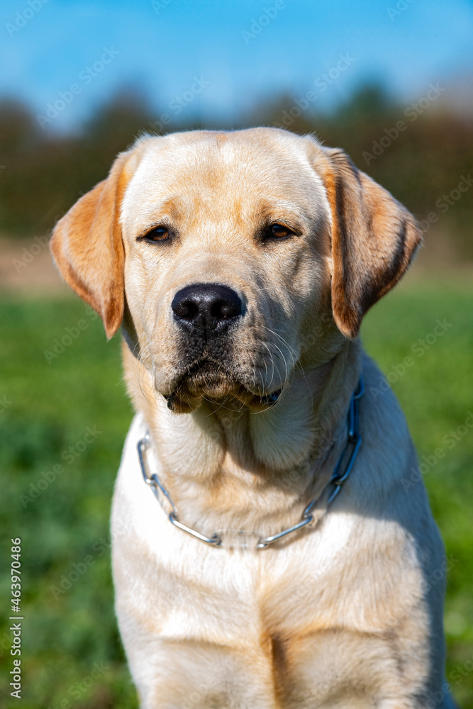 labrador retriever in nature labrador retriever in nature