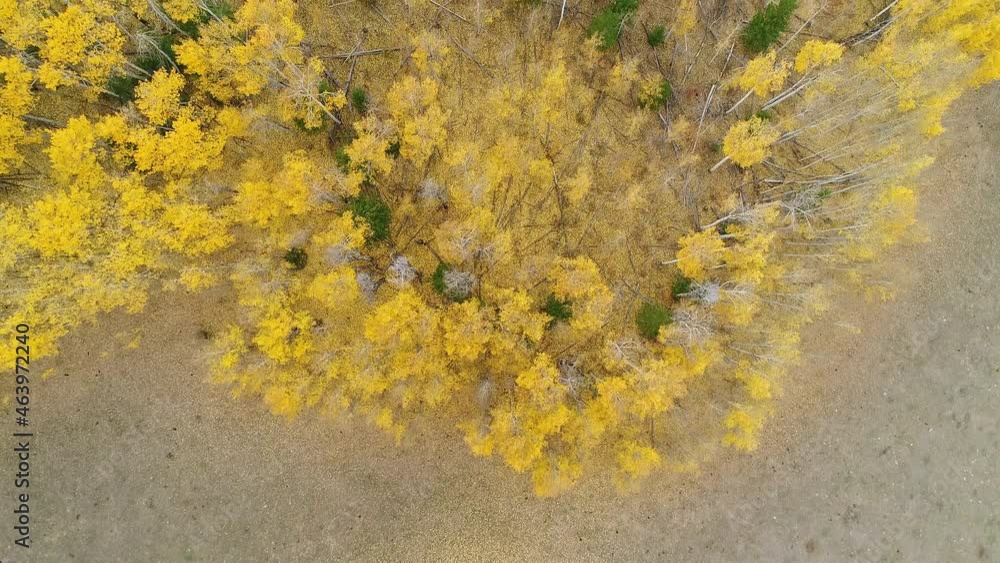 Aerial view looking down at colorful yellow leaves and random green trees during Fall in the Idaho wilderness. Aerial view looking down at colorful yellow leaves and random green trees during Fall in the Idaho wilderness.