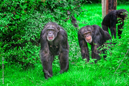 Closeup of chimpanzees in a zoo covered in greenery Fototapet
