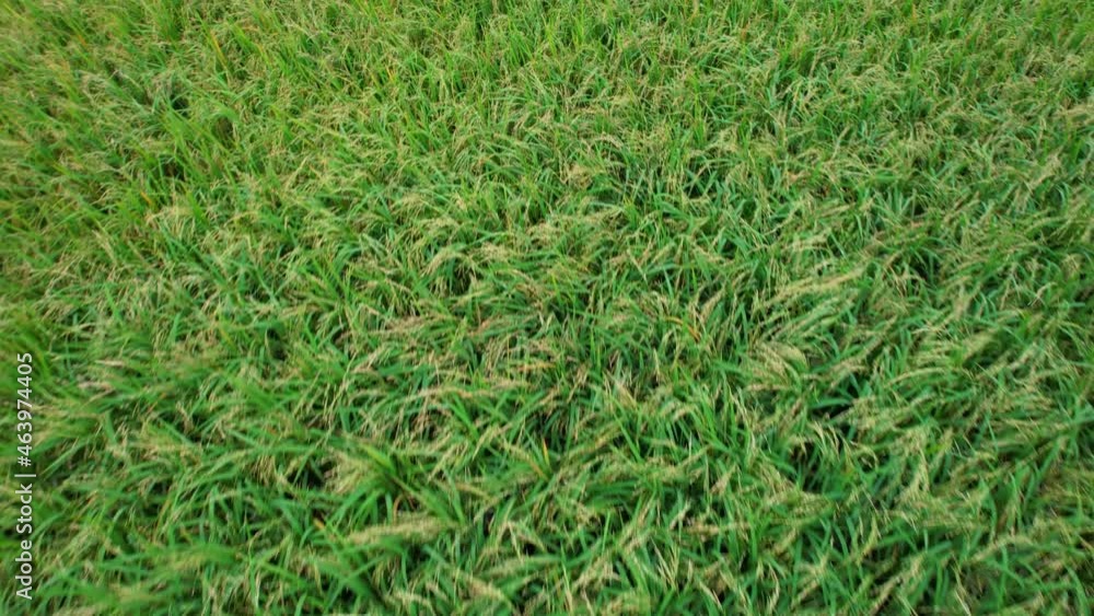 4K, A green rice field waving in the wind, Green rice plants growing. Nature Aerial footage
4K, A green rice field waving in the wind, Green rice plants growing. Nature Aerial footage