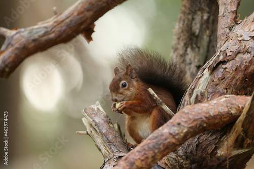 A cute Red Squirrel, Sciurus vulgaris, sitting in a tree eating a nut.
