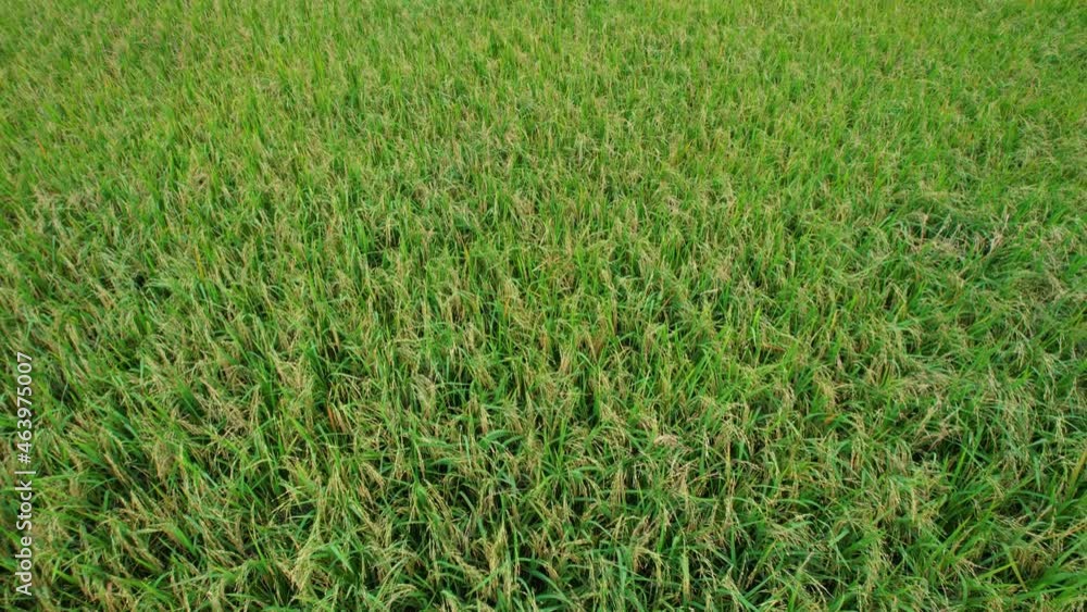 4K Aerial view of agriculture in rice fields for cultivation. a green rice field waving in the wind, Green rice plants growing. Natural the texture for background 4K Aerial view of agriculture in rice fields for cultivation. a green rice field waving in the wind, Green rice plants growing. Natural the texture for background