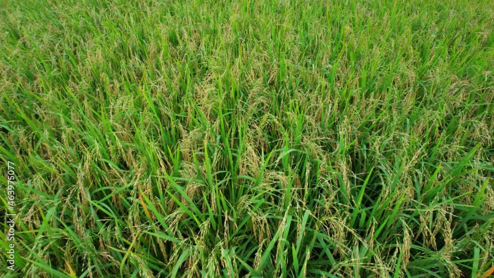 4K Aerial view of agriculture in rice fields for cultivation. a green rice field waving in the wind, Green rice plants growing. Natural the texture for background
4K Aerial view of agriculture in rice fields for cultivation. a green rice field waving in the wind, Green rice plants growing. Natural the texture for background