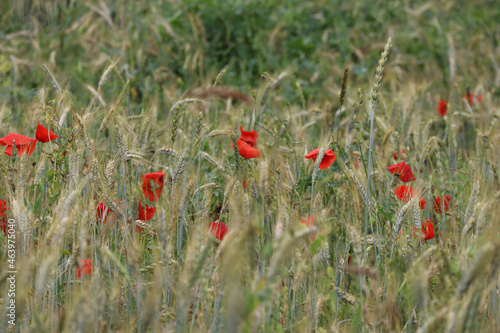 Red poppies in the field in France