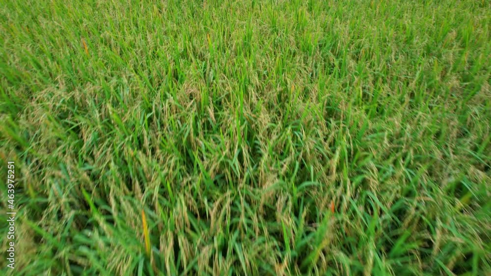 4K Aerial view of agriculture in rice fields for cultivation. a green rice field waving in the wind, Green rice plants growing. Natural the texture for background
4K Aerial view of agriculture in rice fields for cultivation. a green rice field waving in the wind, Green rice plants growing. Natural the texture for background