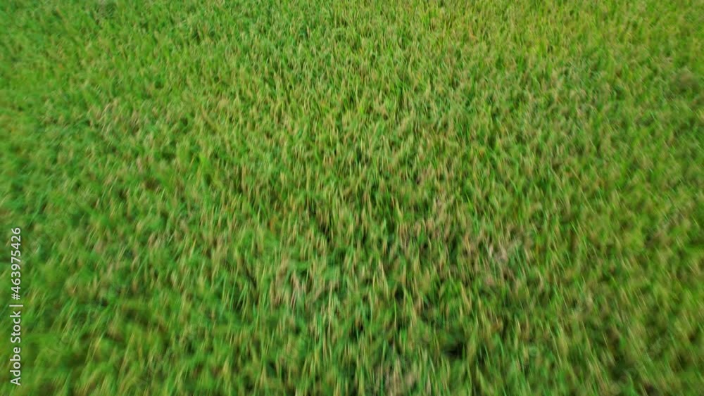 4K Aerial view of agriculture in rice fields for cultivation. a green rice field waving in the wind, Green rice plants growing. Natural the texture for background
4K Aerial view of agriculture in rice fields for cultivation. a green rice field waving in the wind, Green rice plants growing. Natural the texture for background