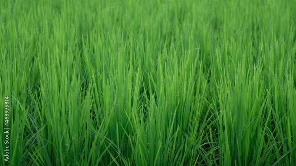 Closeup of greenery paddy field Closeup of greenery paddy field