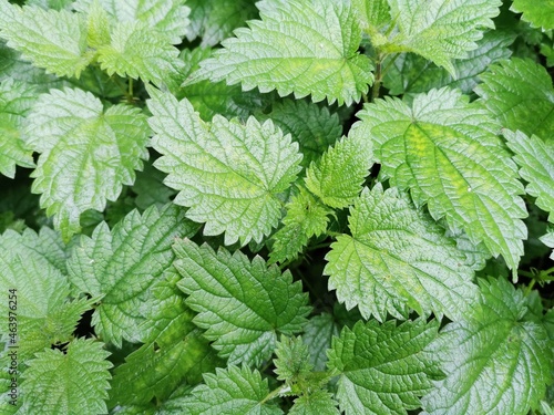 Common nettle background, Stinging Nettle Or Urtica Dioica 