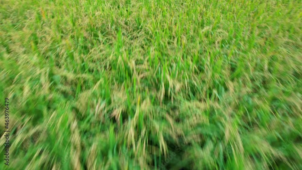 4K Aerial view of agriculture in rice fields for cultivation. a green rice field waving in the wind, Green rice plants growing. Natural the texture for background 4K Aerial view of agriculture in rice fields for cultivation. a green rice field waving in the wind, Green rice plants growing. Natural the texture for background