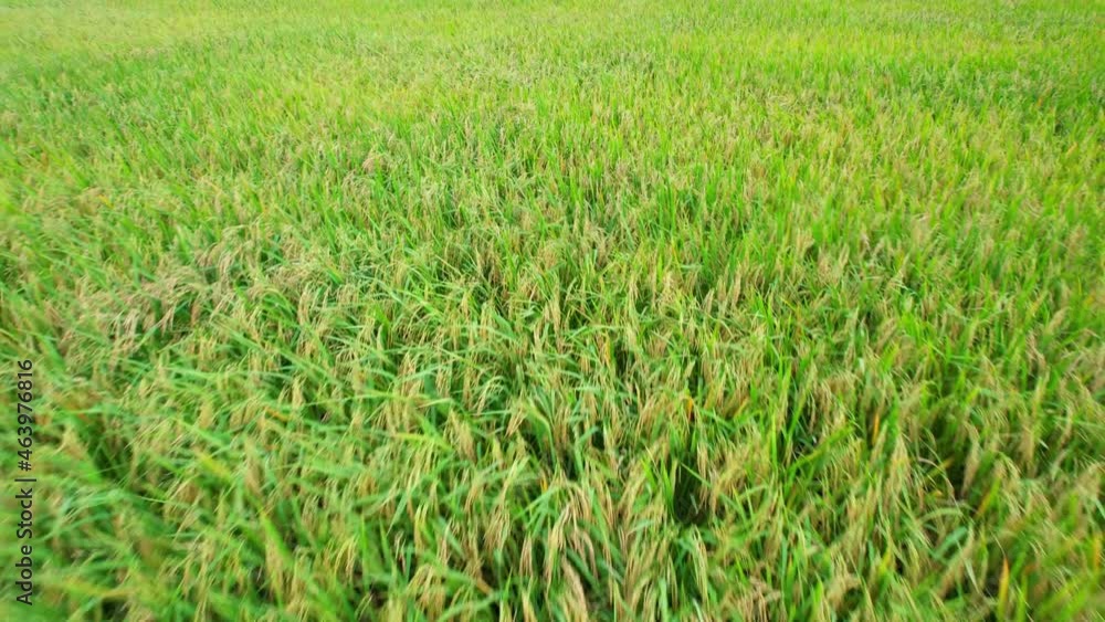 4K, A green rice field waving in the wind, Green rice plants growing. Nature Aerial footage. Aerial view of agriculture in rice fields for cultivation. Natural the texture for background
4K, A green rice field waving in the wind, Green rice plants growing. Nature Aerial footage. Aerial view of agriculture in rice fields for cultivation. Natural the texture for background