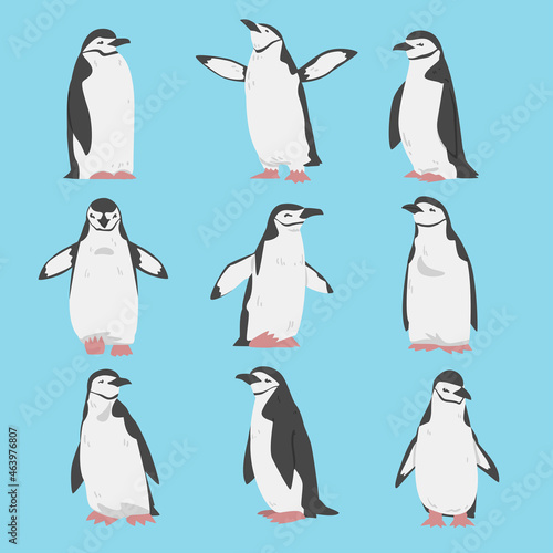 Chinstrap Penguin as Aquatic Flightless Bird with Flippers for Swimming Vector Set