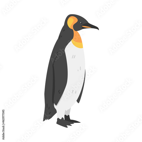 Emperor Penguin as Aquatic Flightless Bird with Flippers for Swimming in Standing Pose Vector Illustration