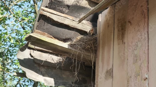 A bird's nest under the wooden roof of an old house with hatched chicks opening their mouths to eat on a sunny summer day.