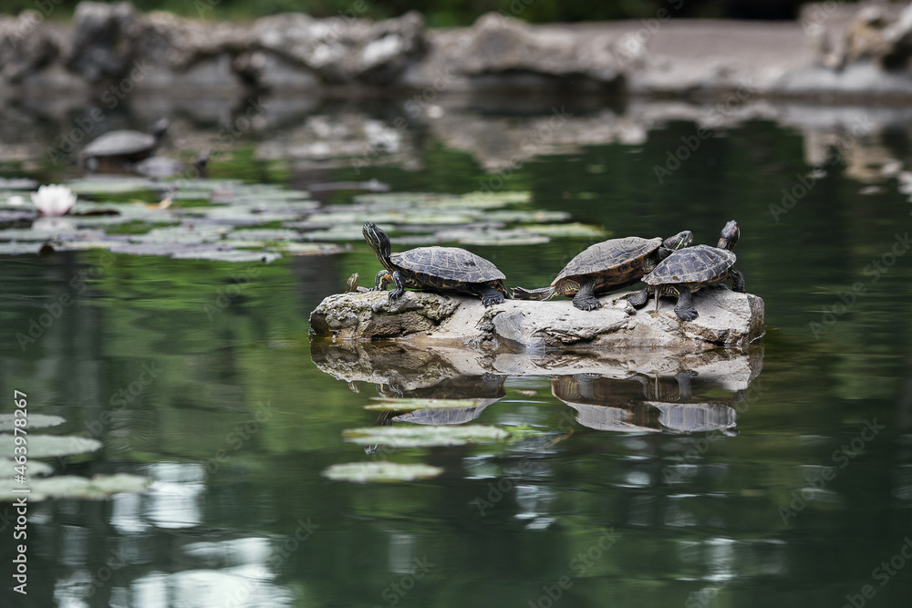 Fototapeta premium Turtles on a rock in a pond. Summer Park. Reptiles in the water