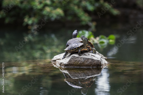 Cute turtles in the park in summer. Crimea in summer. Reptiles in the pond.