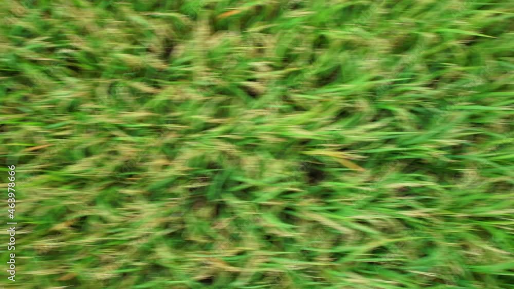 4K, A green rice field waving in the wind, Green rice plants growing. Nature Aerial footage
4K, A green rice field waving in the wind, Green rice plants growing. Nature Aerial footage