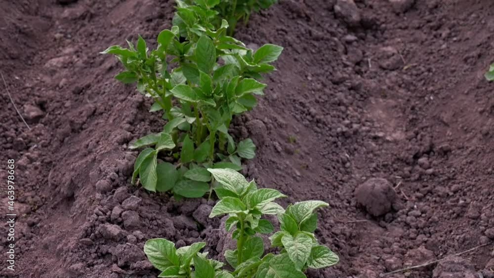 Garden beds with planted and sprouted potatoes. Hilling potatoes. Farming and caring for the harvest on the farm. Horticulture. Growing healthy food. Garden beds with planted and sprouted potatoes. Hilling potatoes. Farming and caring for the harvest on the farm. Horticulture. Growing healthy food.