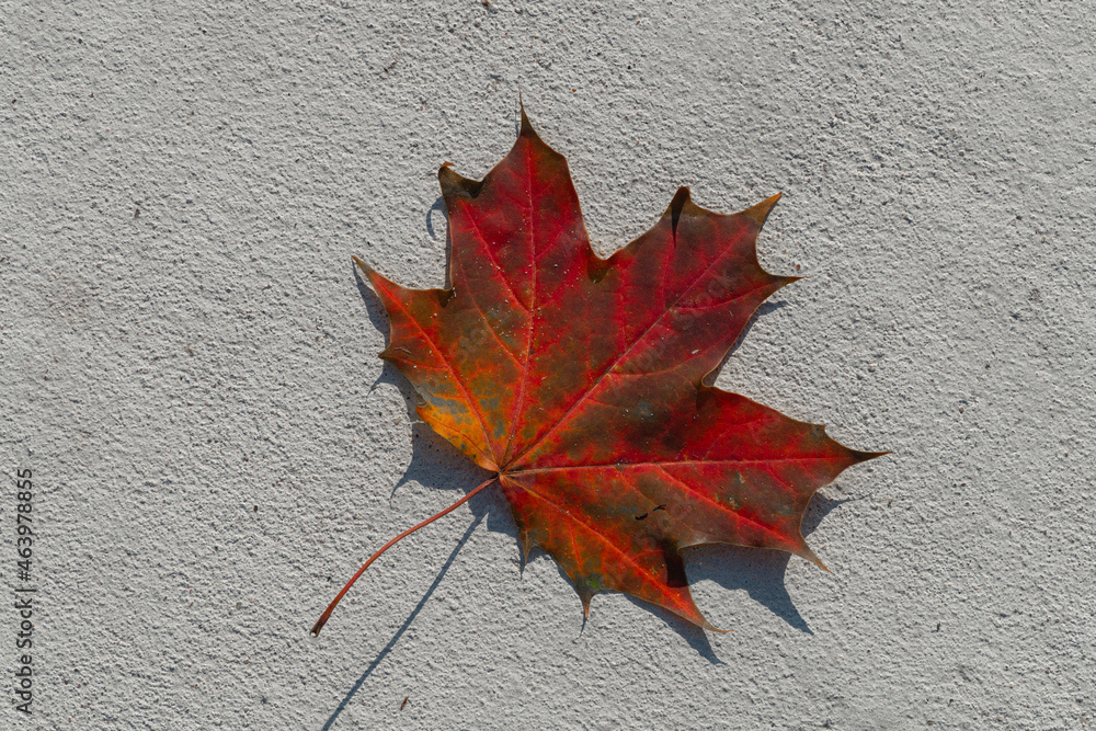 Red autumn maple leaf on gray concrete slab background Red autumn maple leaf on gray concrete slab background
