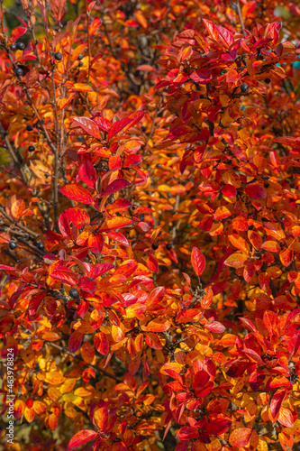 Blackberry branches with bright red and yellow leaves on a sunny autumn day  vertical photo