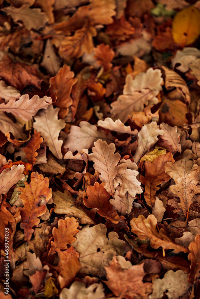 Autumn. Fallen oak leaves lie on the ground. Leaves carpet.