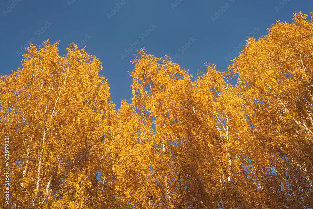 Fototapeta premium Blue sky and yellow leaves. Photo wallpapers. Selective focus.