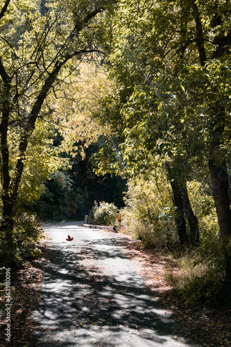 autumn in the forest